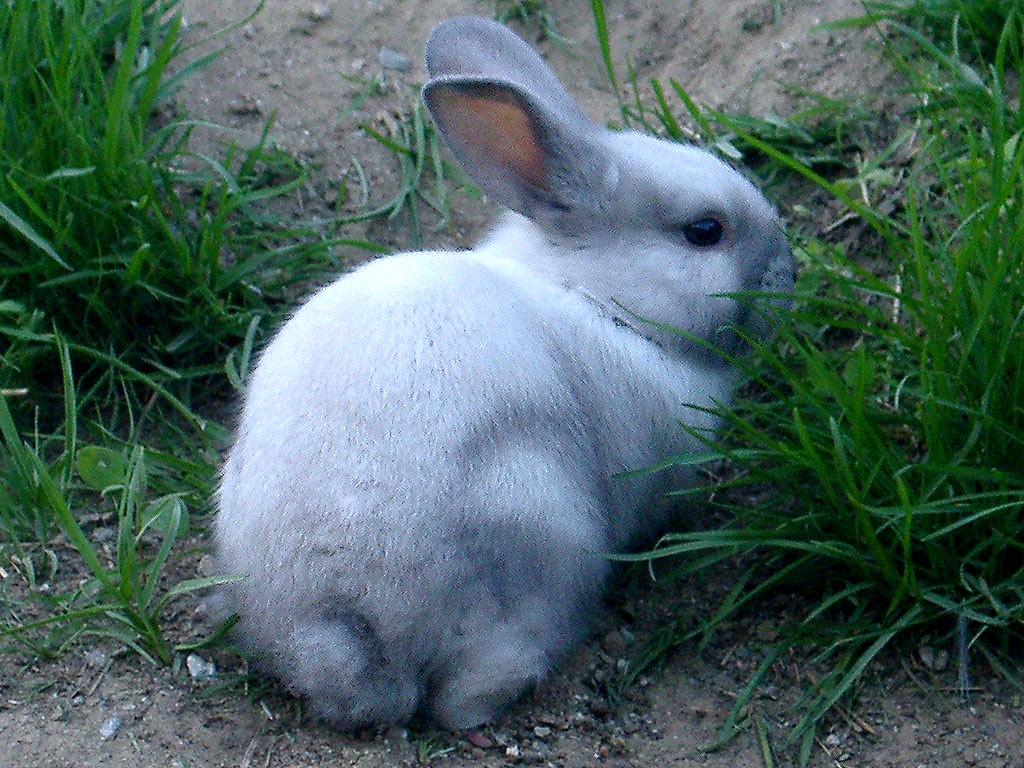 [rabbits2[1].jpg]