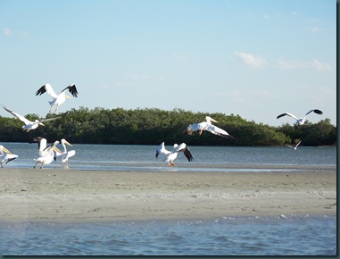 1.06.09 to Ponce Inlet 029