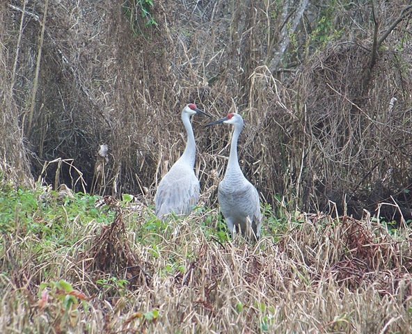 [2.12.09 sandhill cranes on Blue Creek[3].jpg]