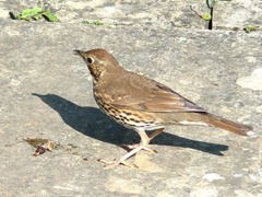 Thrush