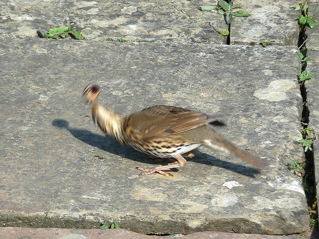 Thrush