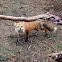 Red Fox