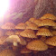 Shaggy Scalycap/Schubbige bundelzwam