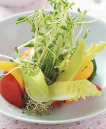 素食食譜-田園蔬菜