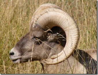 csp big horn sheep