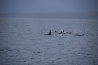 Orca whales orca pictures