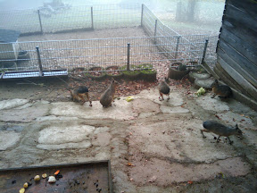 No, they are guinea pigs, not rabbits / Mara