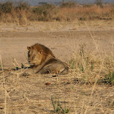 2009-08-23 - Safari