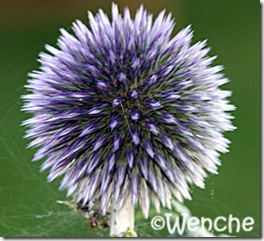 Echinops-bannaticus