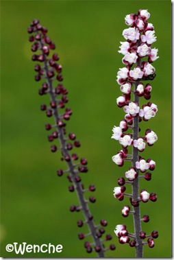 Cimicifuga racemosa