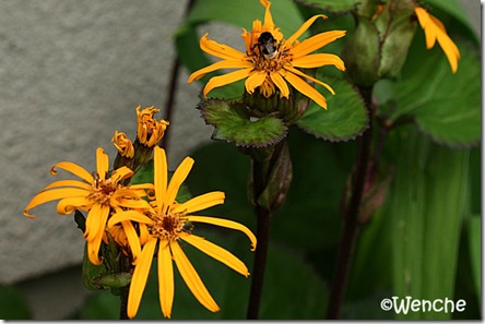 Ligularia dentata 'Desdemona'