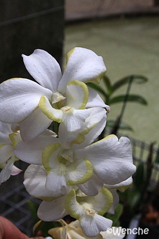 [Dendrobium-Emma-White-mutat[2].jpg]