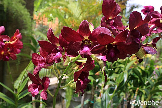 [Dendrobium-Lipstick-x-Berth[2].jpg]
