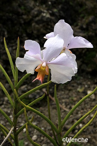 [Vanda-merv[2].jpg]