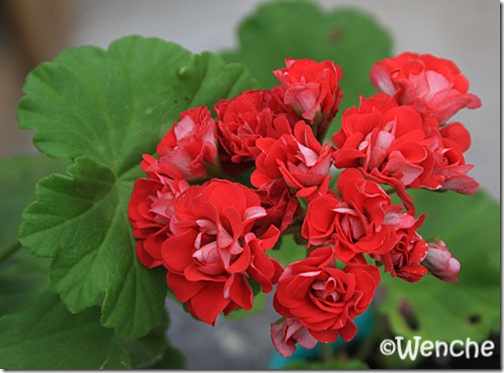 пеларгония red rambler фото онлайн