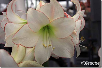 Hippeastrum-Picotee