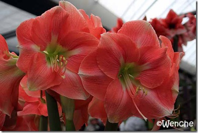 Hippeastrum-Rosalie