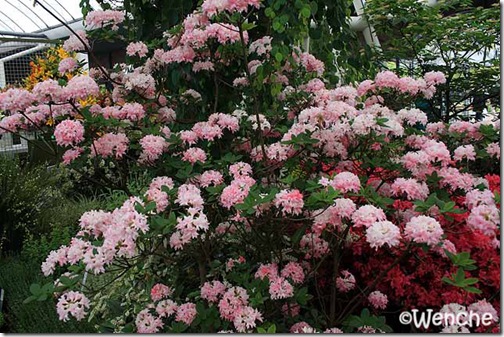 Rhododendron-Homebush