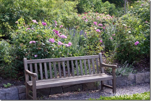 Rosengården4