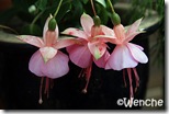 Albertina Albertina