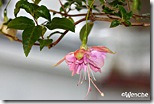 Blush-Of-Dawn Blush-Of-Dawn