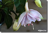 Hollys-Beauty Hollys-Beauty