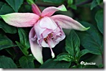 Pink-Galore Pink-Galore