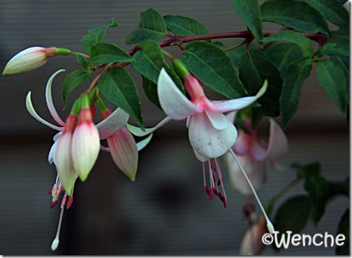 IMG_6336 IMG_6336