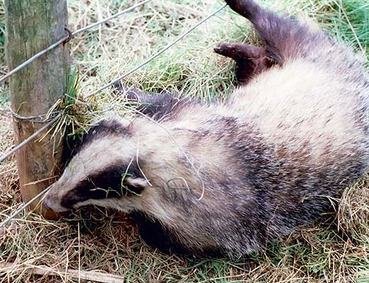 [badger_snaring_dunecht_estate[3].jpg]