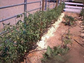 Line of Early Girl and Eggplant 06-11-08.JPG