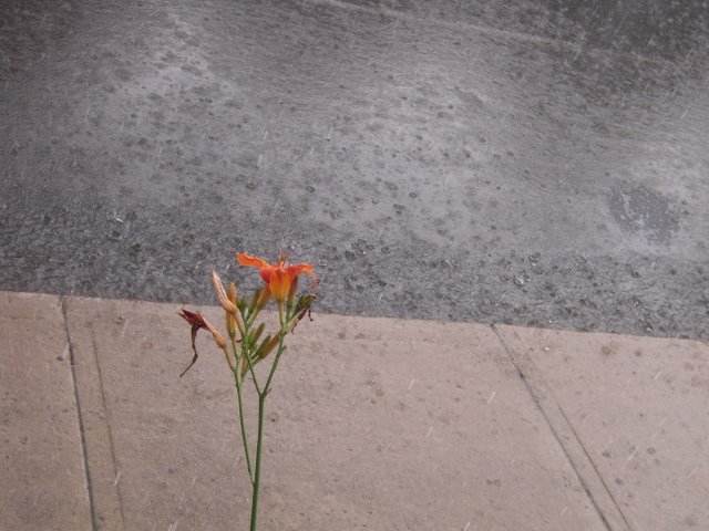 is there a rainy season in new orleans