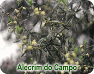 alecrim do campo alecrim do campo