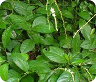 guiné guiné