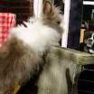teddysdomeinkonijn 001.JPG