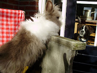 teddysdomeinkonijn 001.JPG