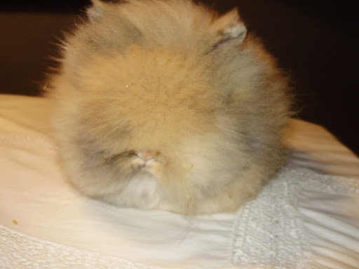 PIM 002.JPG