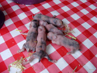 pluisjes pien 003.JPG