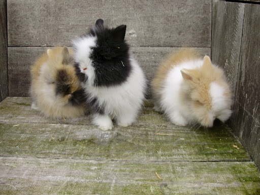 kleintjes 007.JPG