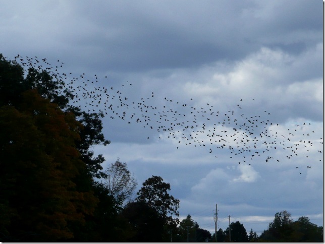 kerncliff birds
