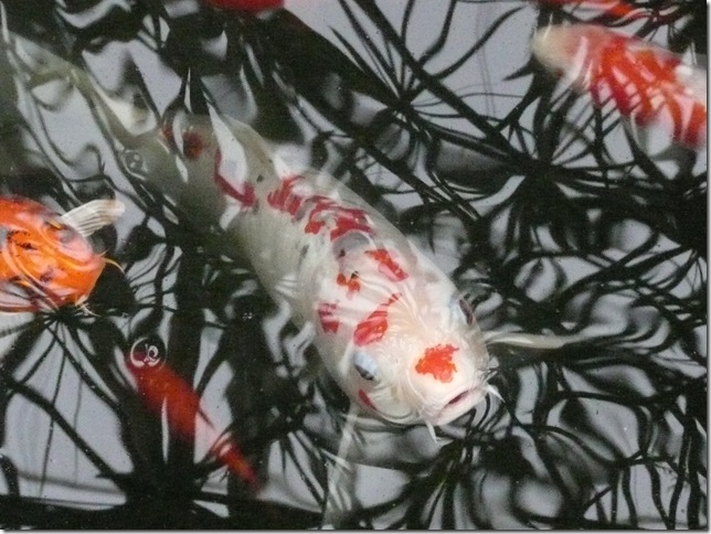 koi pond