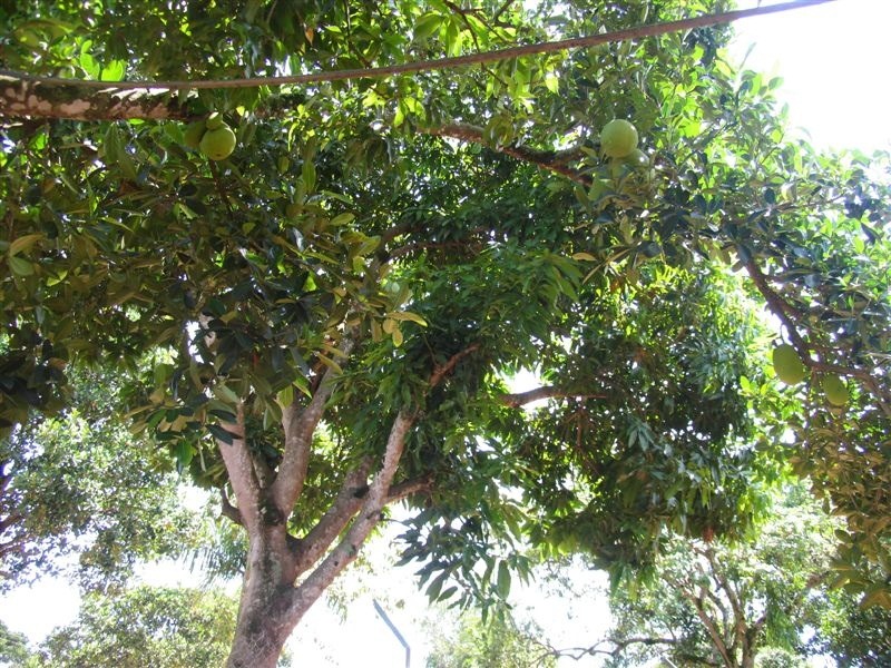 [avocado-tree[4].jpg]