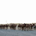 P1010162.JPG, Eine Herde von ca. 60 Kamelen trabt nach Hause. (Foto ist stark aufgehellt.), Turkmenistan