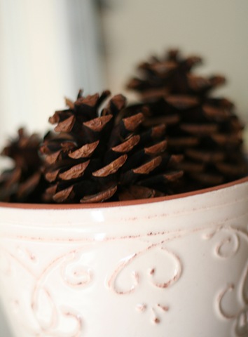 [pinecones2.jpg]