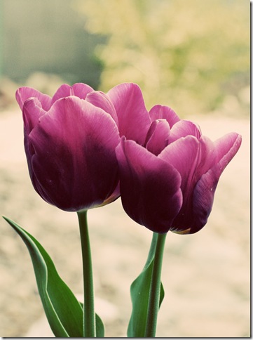 tulips
