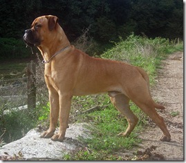 bull_mastiff_large