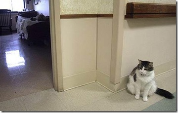 Death-Cat_1570116c