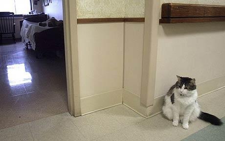 [Death-Cat_1570116c[3].jpg]