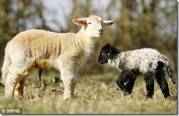 giant_lamb
