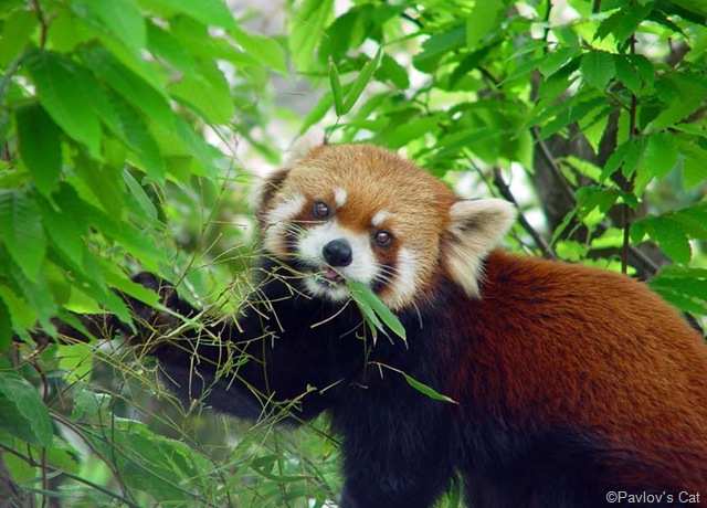 [red_panda[8].jpg]