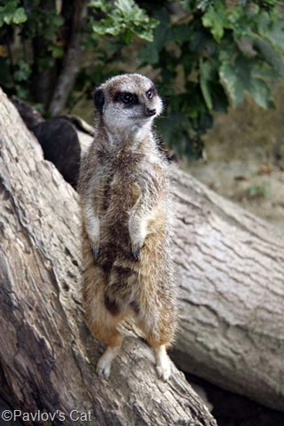 [meercat[6].jpg]